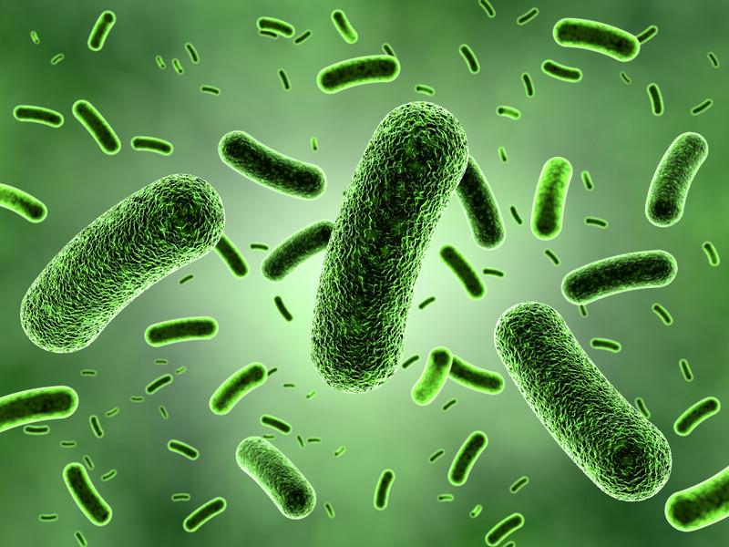 The+Great+and+Useful...+Bacteria%21