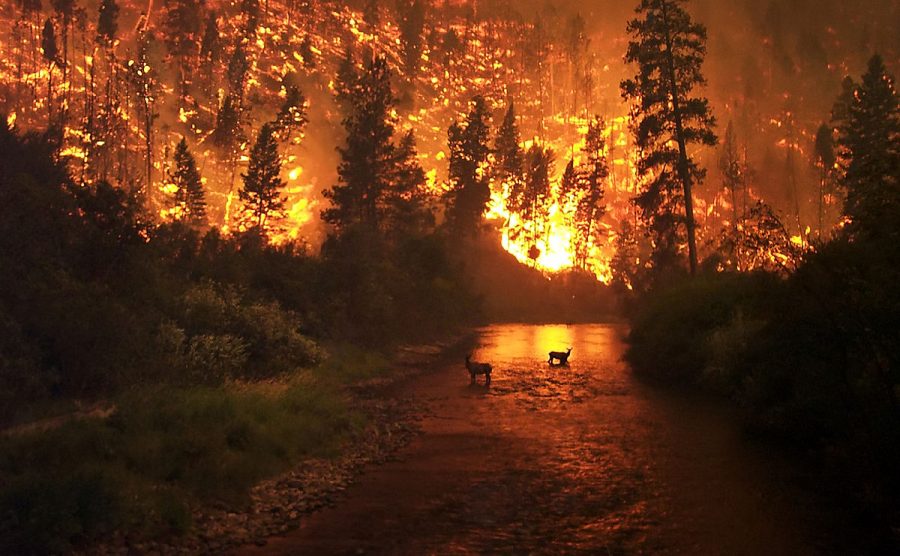 Ending Wildfires Before They End Us!