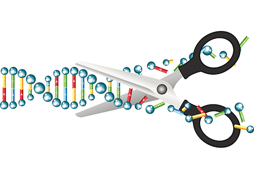 CRISPR: The Revolution in Genome Editing