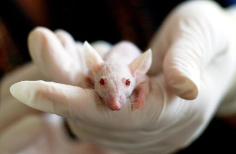 Save the Animals: Stop Animal Testing