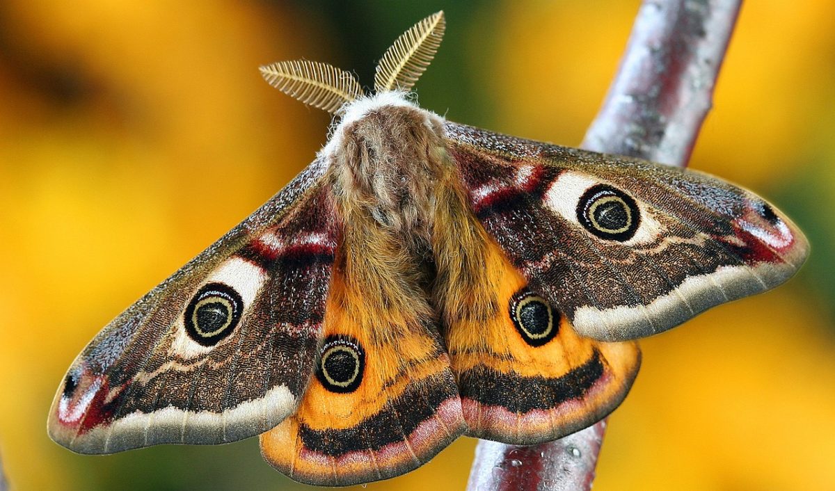 The Moths Wail: Beauty Beyond the Shadows.