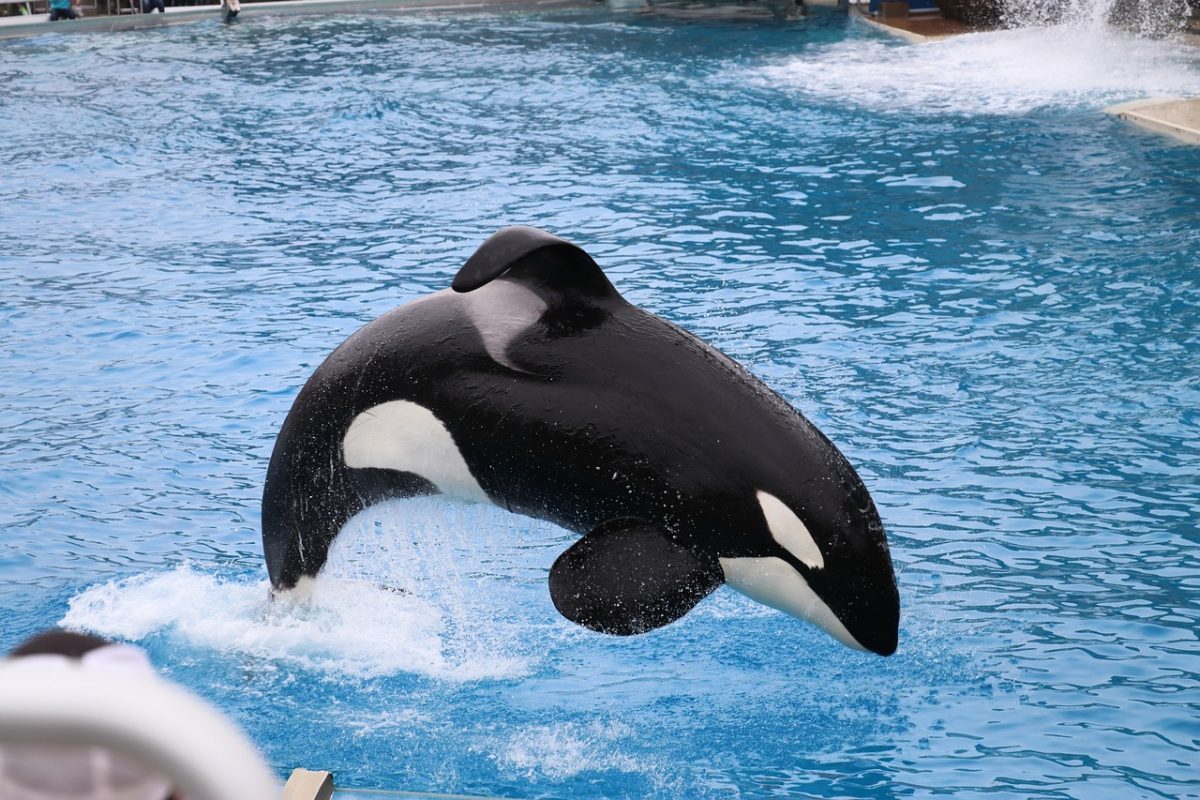 Lolita%3A+The+Tale+of+Orcas+In+Captivity