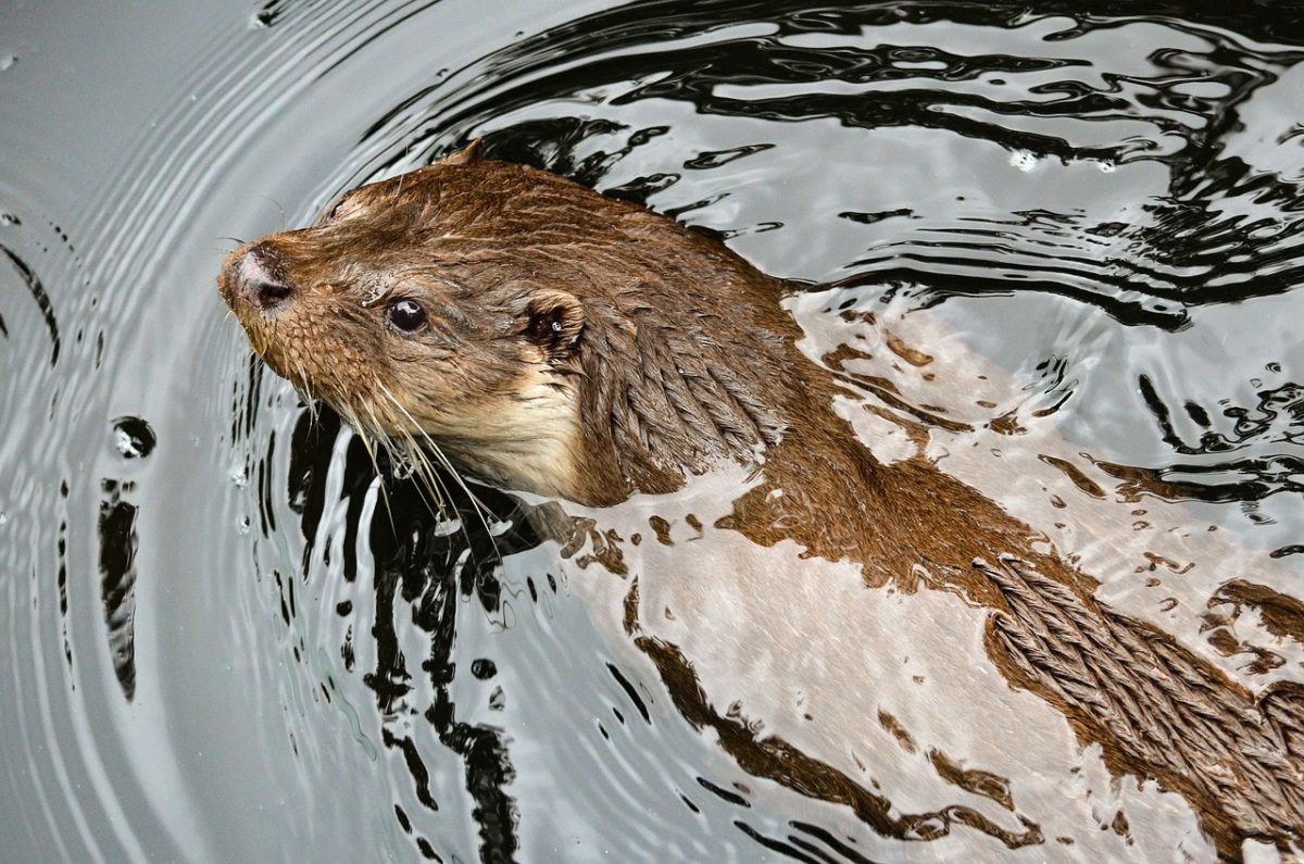 Otterly Unbearable Weather and Its Effects on Sea Otters