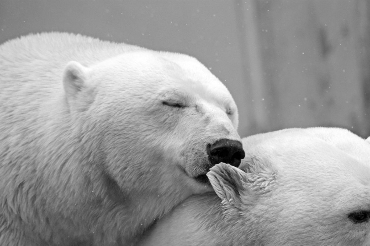 Polar+Bear+Are+Struggling+For+Survival