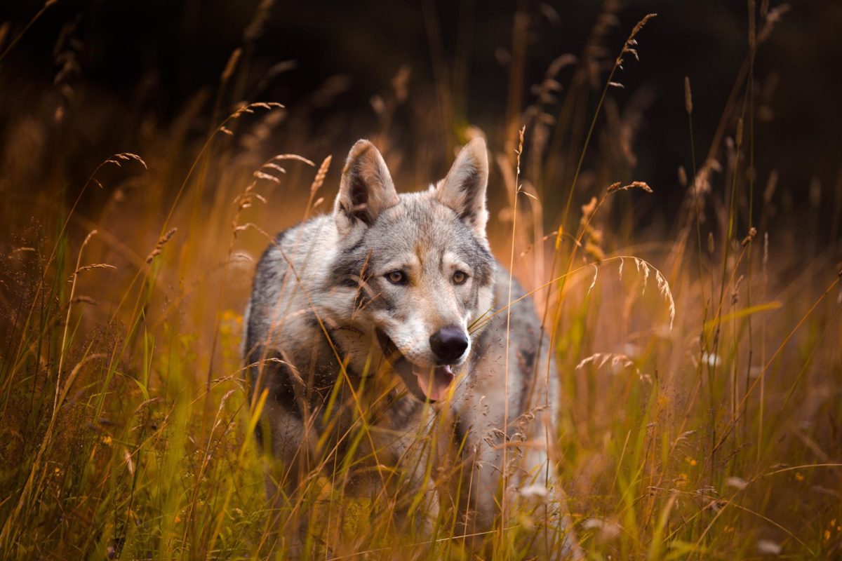 Top 5 Rarest Animals In The World